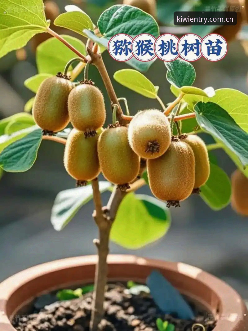 资深用户分享：奇异果体育苹果下载2025新版使用心得，从注册到提现全流程解析