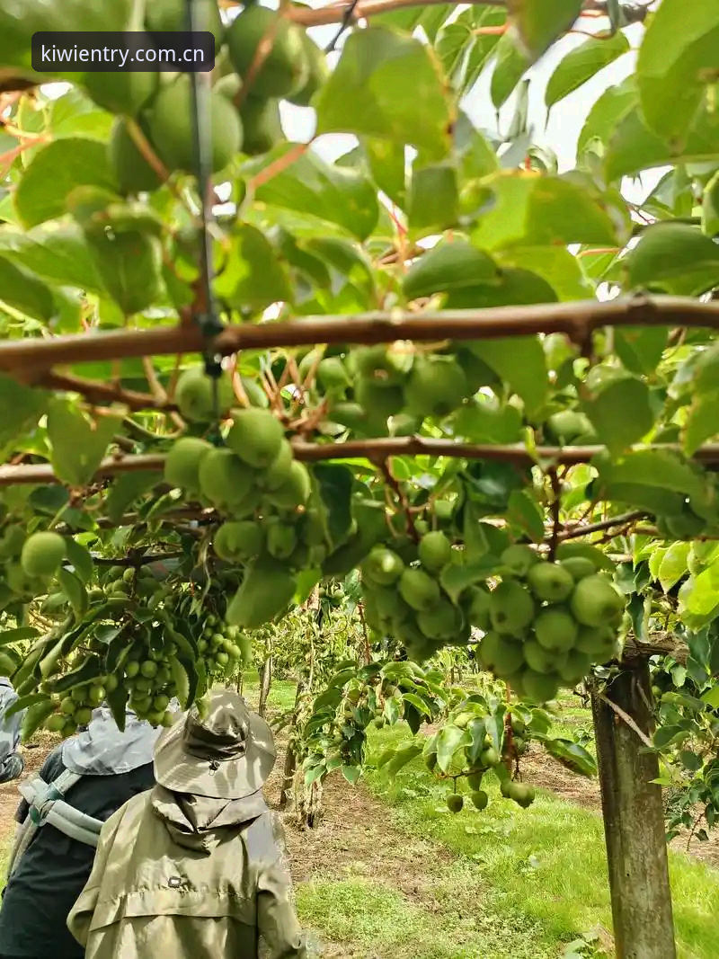 奇异果体育在线登录 深度揭秘奇异果体育在线登录的技术细节与2025新版体验真相