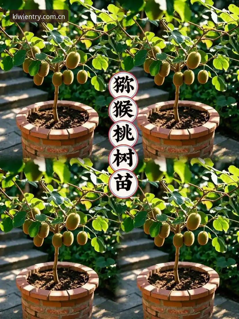 奇异果体育怎么样必备？2025新版到底值不值得下载？